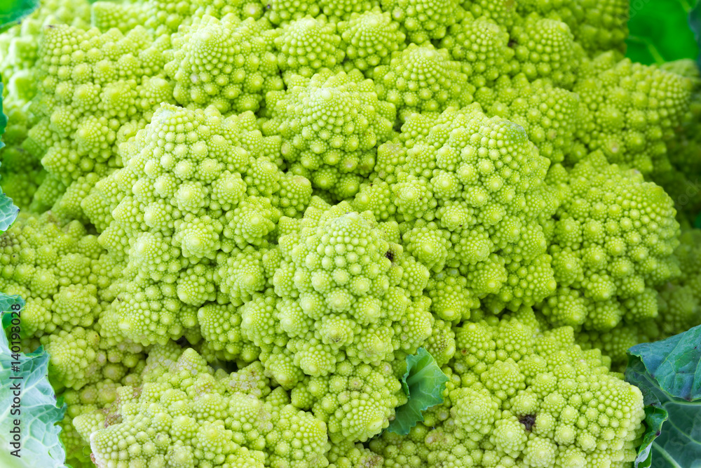 Broccolo romanesco with white background Broccolo romanesco with white background