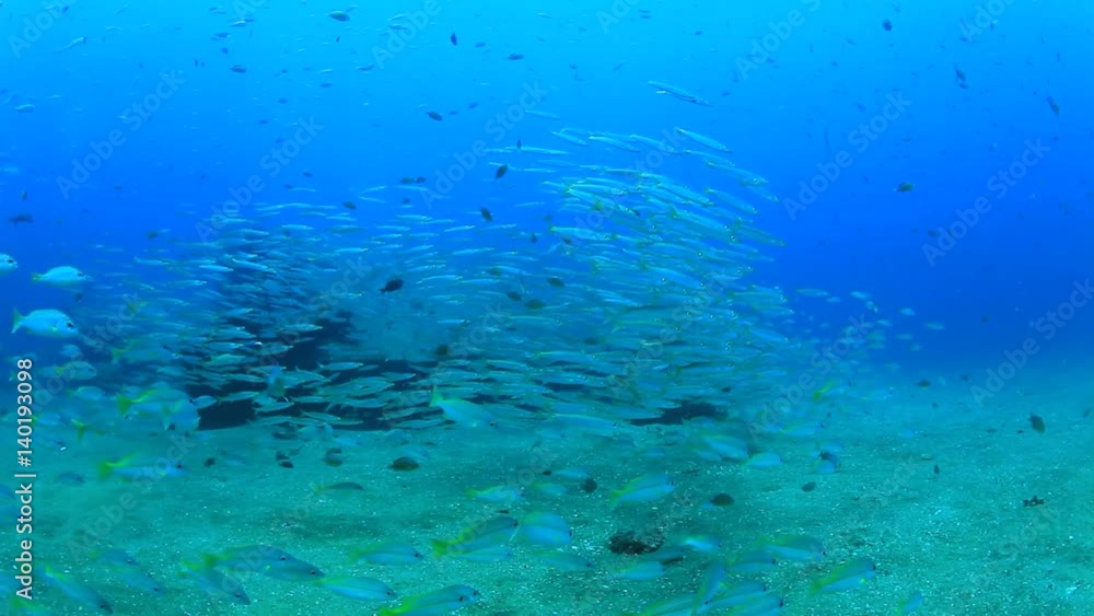 School of juvenile Yellowtail Barracuda fish on underwater shipwreck School of juvenile Yellowtail Barracuda fish on underwater shipwreck