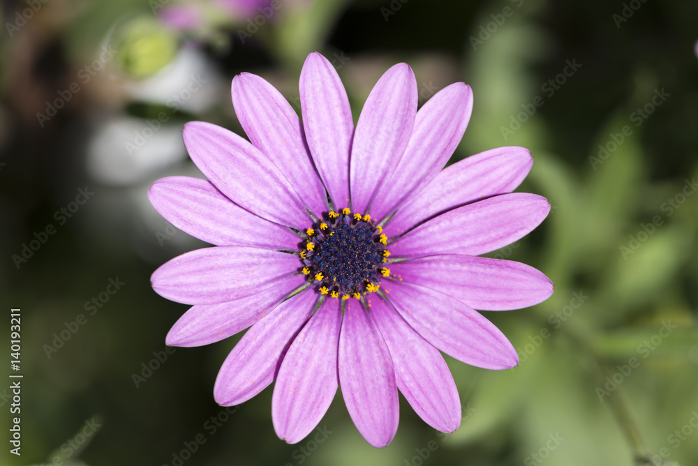 Macro photograph of a daisy Macro photograph of a daisy