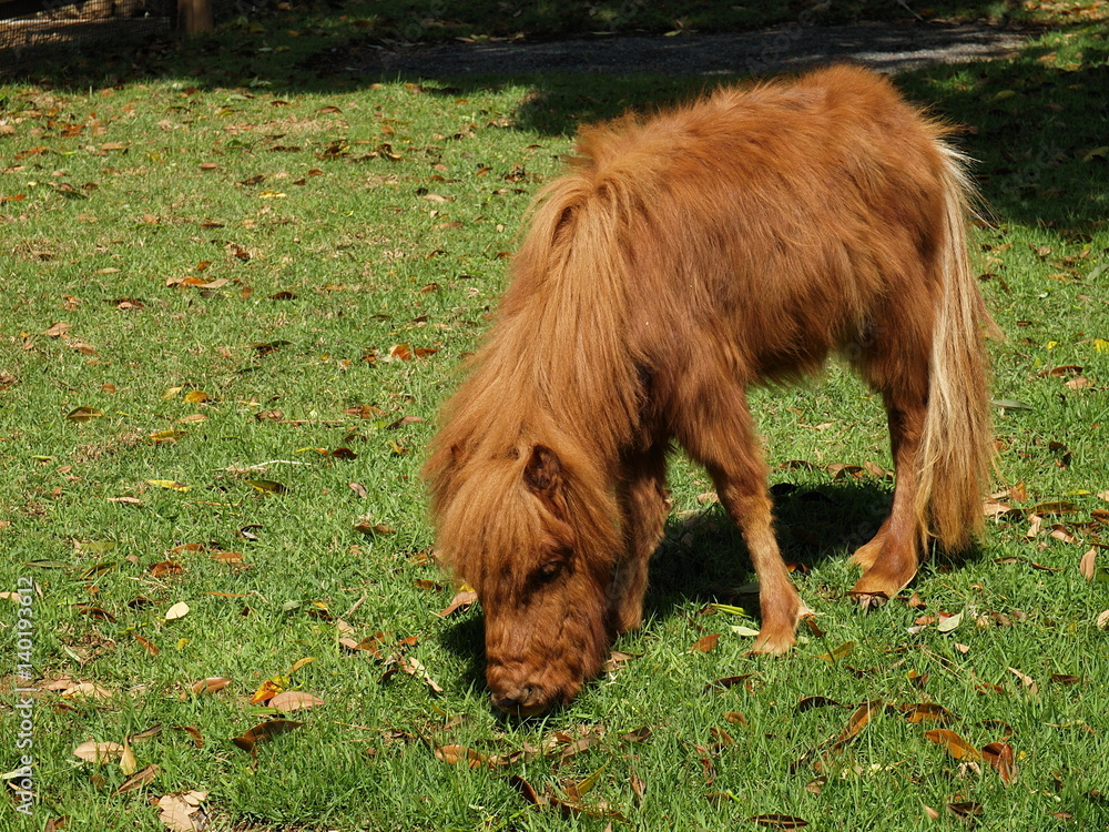Fototapeta premium 愛らしいミニチュアホース