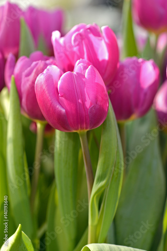 Pink tulips  Darwin Hybrid Tulips 