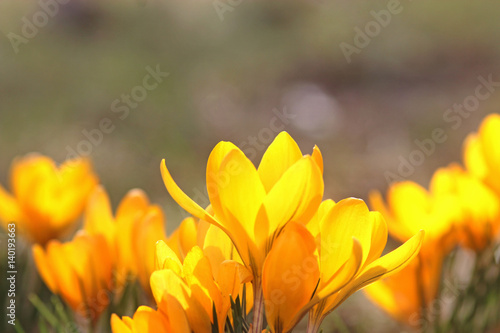 yellow crocus blossoms