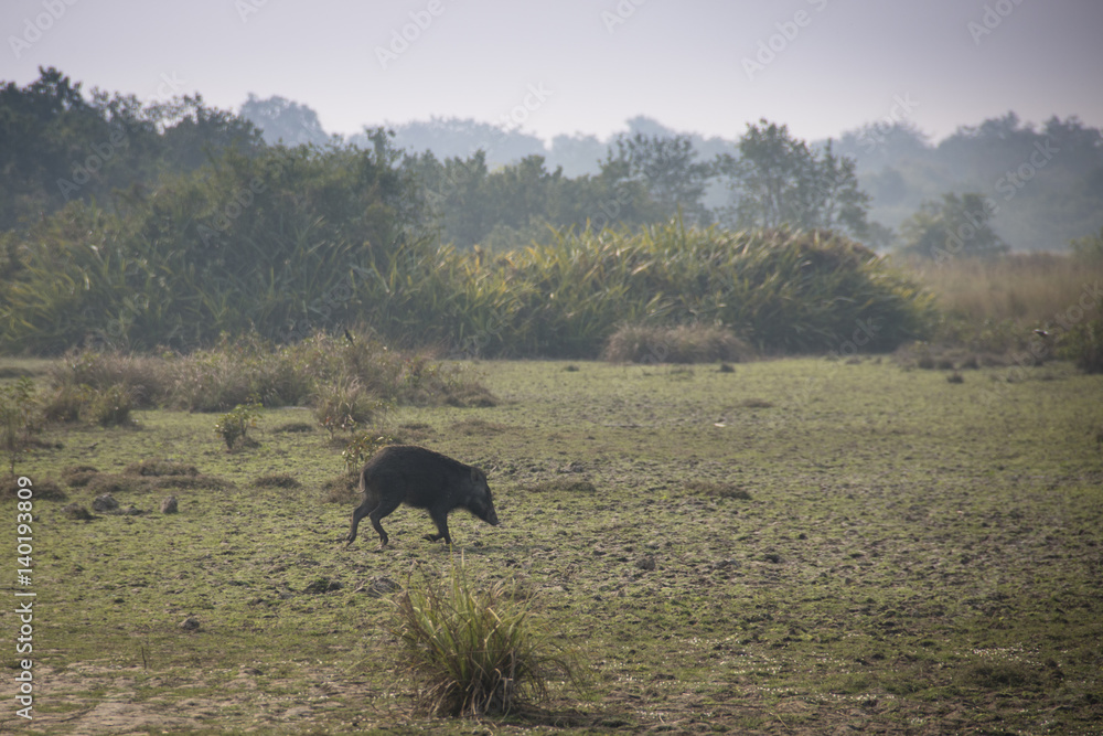 Wild boar in the Sundarbans national park, famous for its Royal Bengal  Tiger in Bangladesh Stock Photo | Adobe Stock
