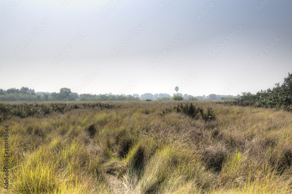 Grass field in the Sundarbans national park, famous for its Royal Bengal Tiger in Bangladesh
