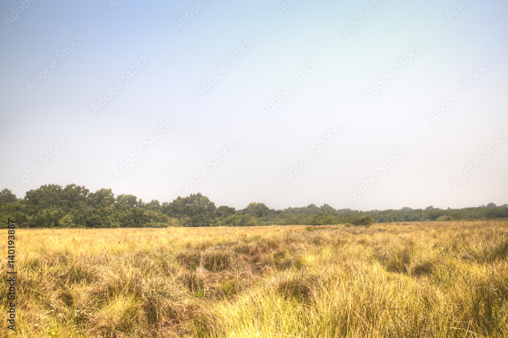 Grass field in the Sundarbans national park, famous for its Royal Bengal Tiger in Bangladesh
