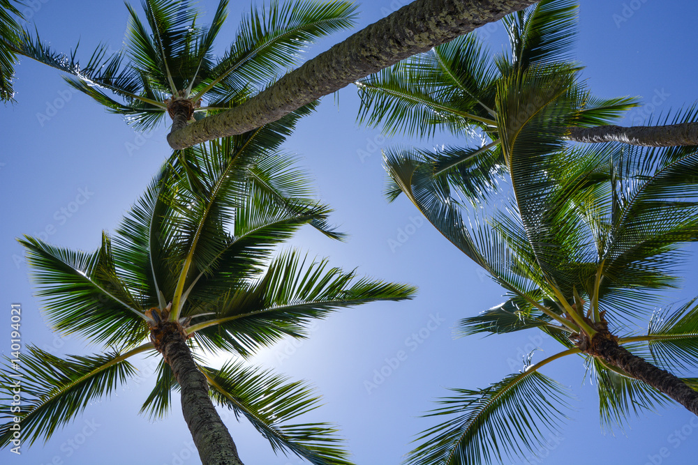 Palms, sun and blue sky