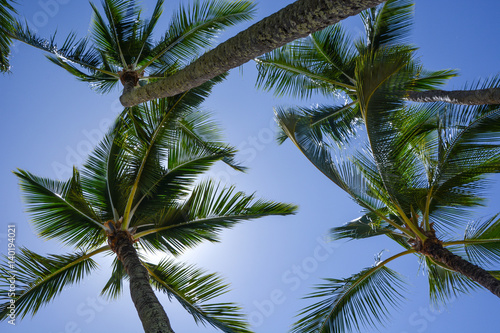 Palms, sun and blue sky