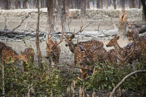Spotted deer in the Sundarbans national park, famous for its Royal Bengal Tiger in Bangladesh   © waldorf27