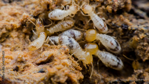 termite