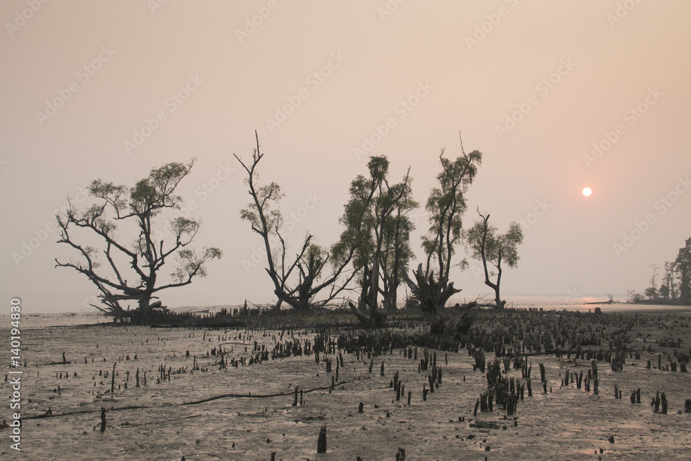 Beach in the Sundarbans national park, famous for its Royal Bengal Tiger in Bangladesh