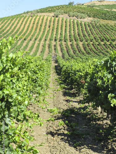 vineyard in Sicily, Italy