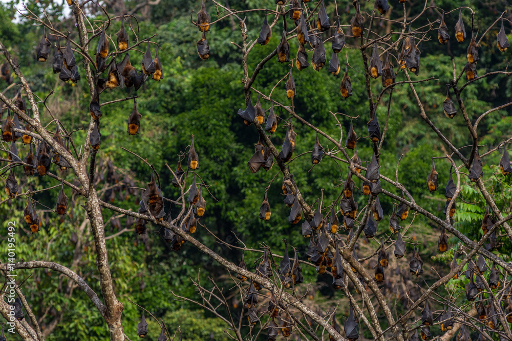 A tree full of roosting flying foxes aka fruit bats during the day time ...