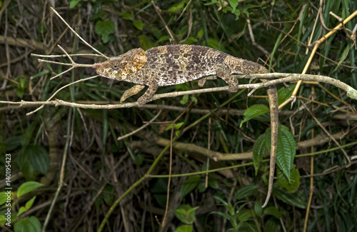 Caméléon à corne courte, Chamaeleo brevicornis, Madagascar photo