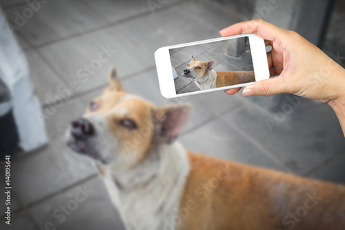 woman hand holding and using mobile,cell phone,smart phone photography and a stray dog on concrete floor with blurred a stray dog on concrete floor.