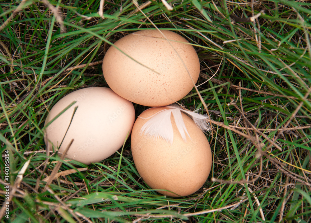 three chicken eggs lying in a green grass three chicken eggs lying in a green grass