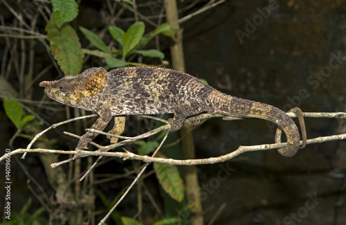 Caméléon à corne courte, Chamaeleo brevicornis, Madagascar photo