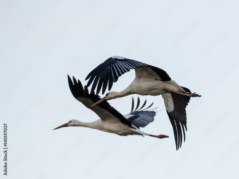 Fototapeta premium Storch