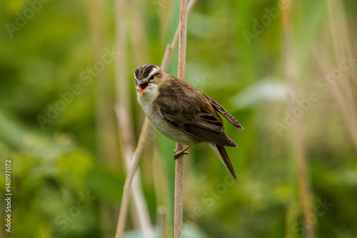 Wallpaper Mural Sedge warbler Torontodigital.ca