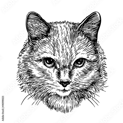 Hand drawn portrait of cute cat, sketch. Art vector illustration