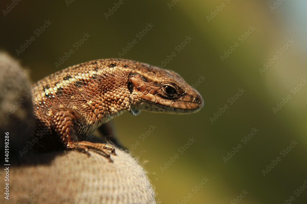 Obraz premium lizard reptile