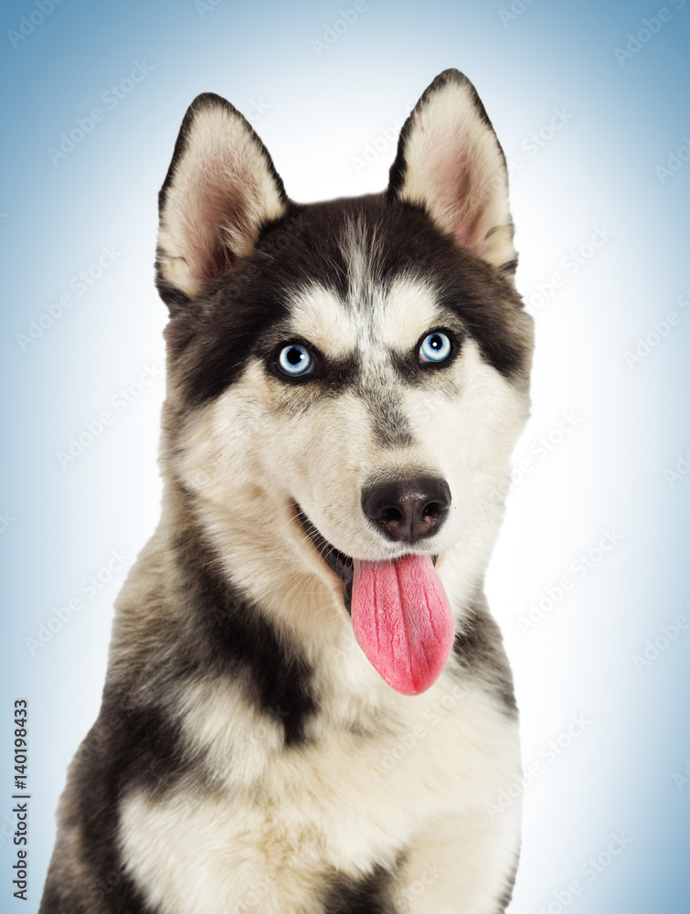 Portrait of Siberian husky on blue background