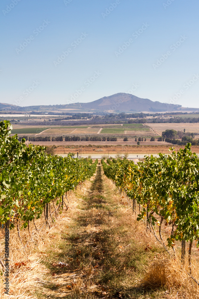 Naklejka premium Vineyard