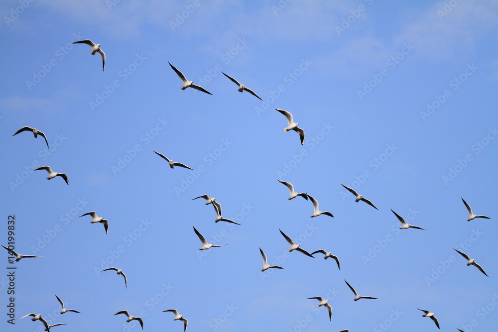 flock of seagulls flock of seagulls