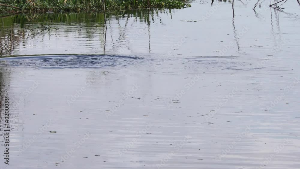 fish jumping out of the water in Florida wetlands
