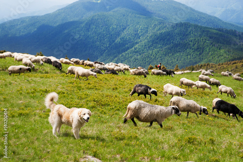 Carpathian shepherd dog helps herd sheep