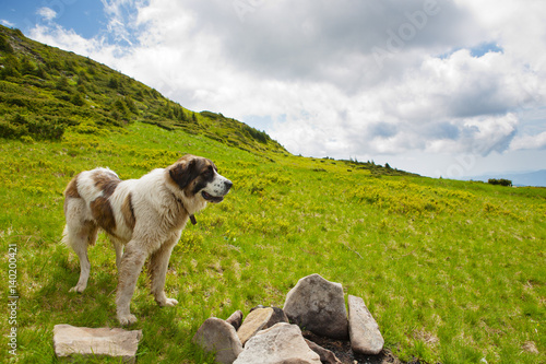 The Carpathian shepherd dog is a reliable shepherd