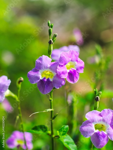 Laurel Clockvine or Thunbergia laurifolia