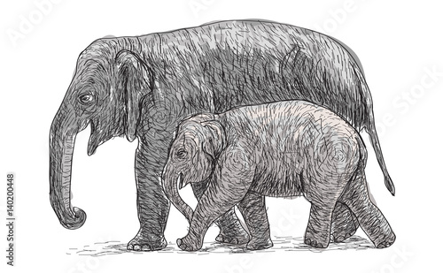 elephant mother and baby walking beside  asia species sketch and free hand draw vector illustration