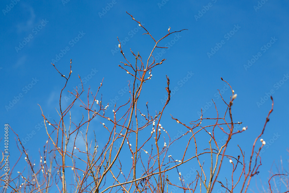 Spring branch young willow, and the clear blue blue sky. A great awakening of the early springtime. Forest buds on the tree bloom. Spring branch young willow, and the clear blue blue sky. A great awakening of the early springtime. Forest buds on the tree bloom.