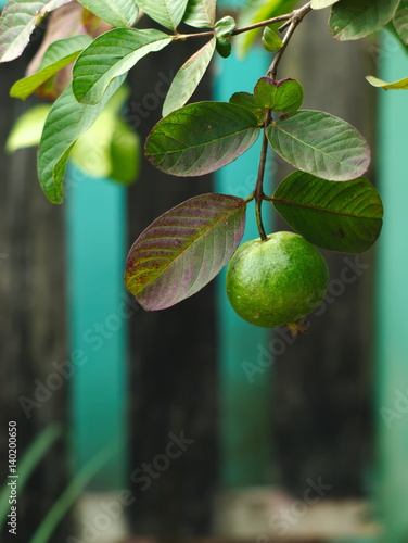 guava tree with leaves