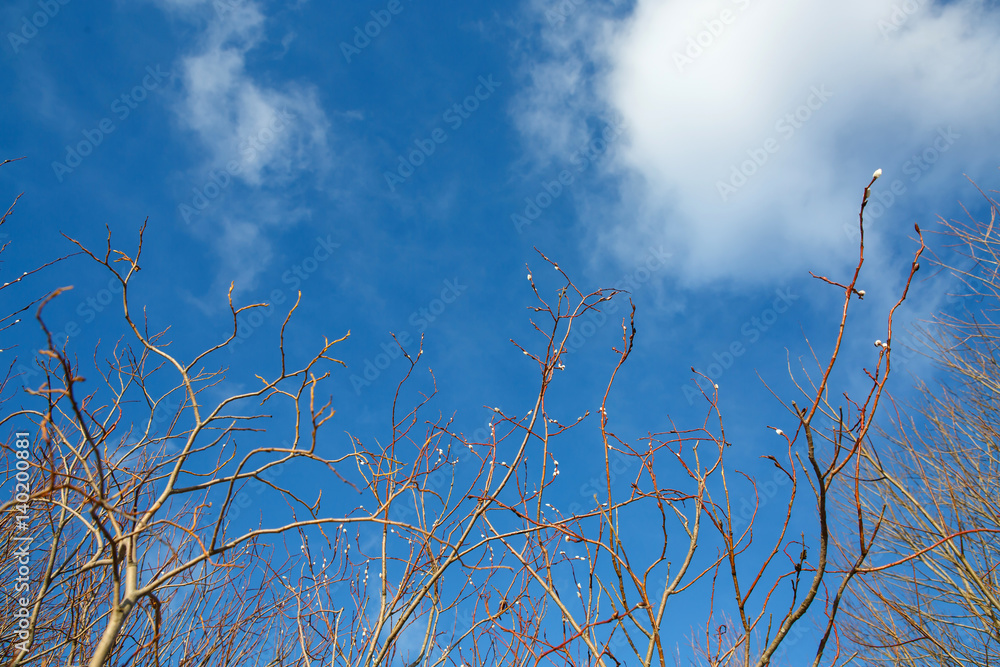 Fototapeta premium Spring branch of a young willow in forest and the clear blue blue sky. A great awakening of the early springtime. Forest buds on the tree bloom.