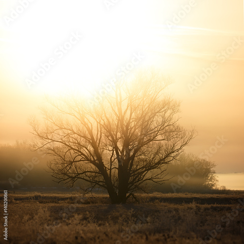 A tree without leaves in the rays of the rising sun. The forest is in a fog.