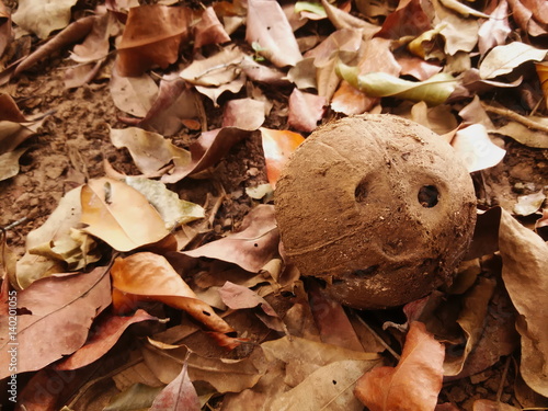 pile of dry leaves and coconut