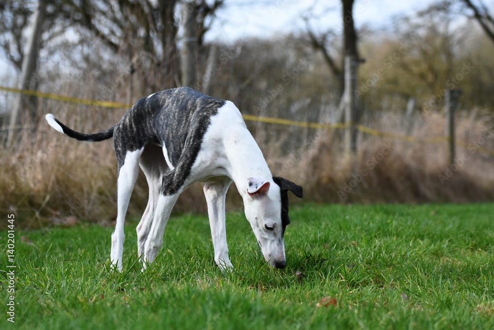 junger Whippet junger Whippet