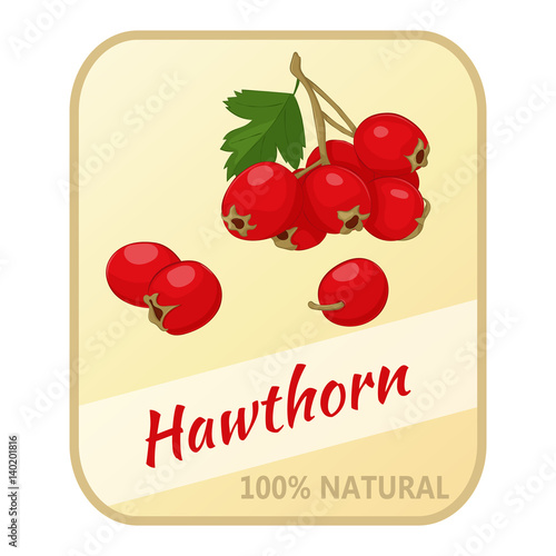 Vintage label with hawthorn isolated on white background in cartoon style. Vector illustration. Berries Collection.