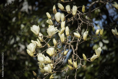 Magnolia