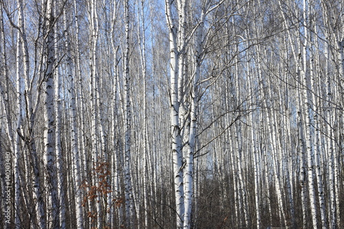 Trunks of birch trees against blue sky, birch forest in sunlight in spring,birch trees in bright sunshine