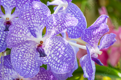 Beautiful purple orchid, Vanda.