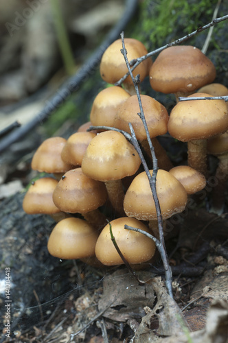 Sheathed woodtuft