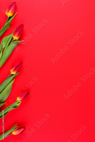 Red tulips on red background