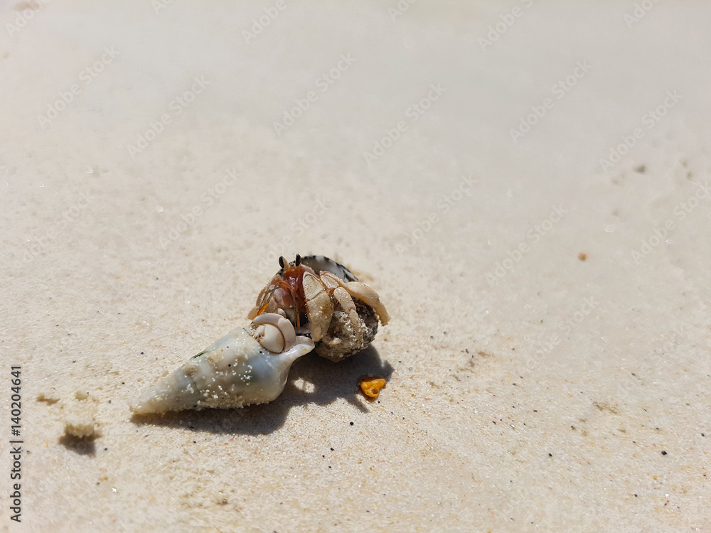 A walk journey of Hermit Crab.