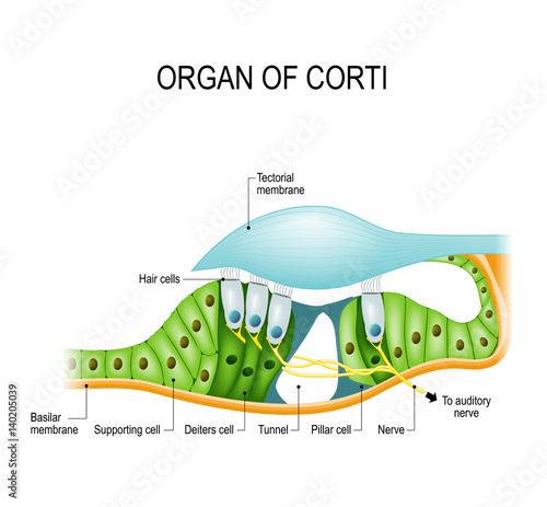 The organ of Corti in a cross-section