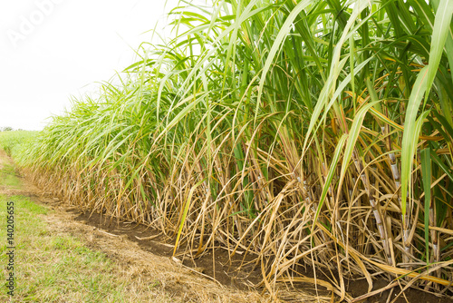 Row of sugarcane in Queensland, Australia