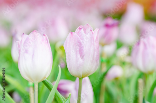 Pink tulip flower blossom in spring