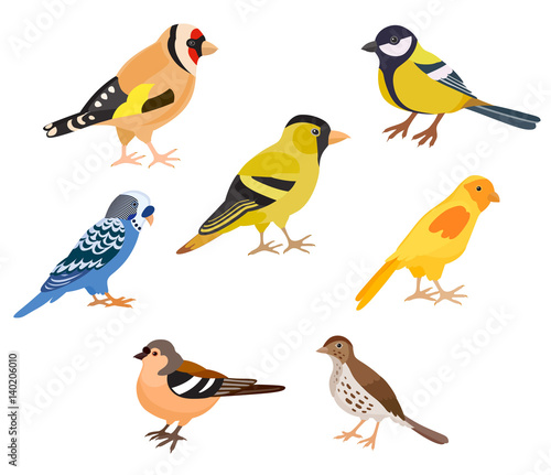 A set of birds, isolated vector illustration