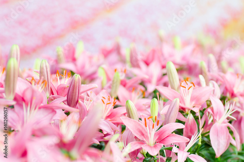 Fototapeta Naklejka Na Ścianę i Meble -  Pink lily flower blossom in spring